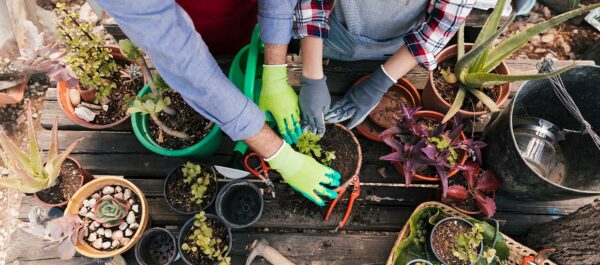 Marché aux plantes : inscriptions ouvertes aux professionnels et particuliers