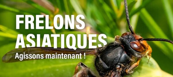 Frelons asiatiques : la mairie offre des pièges